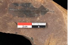 Foto (Detailsansicht) von Quercus palaeoilex Ettingshausen (NHMW-GEO-2024-0188-0805)